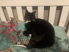 Do your cats sleep in your bedroom?