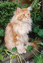 Maine Coons