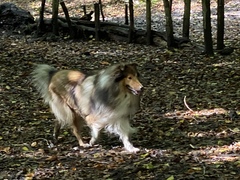 Which dog stops you in your tracks?