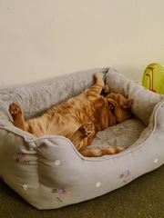 Rescue cat refusing all comforts
