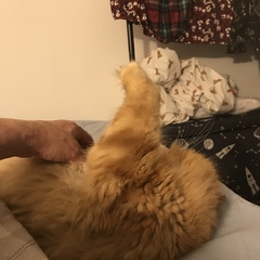 Chez Ollie - "Give me your tired, your paw, your purring masses..." - All welcome
