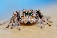 To think this should be illegal? (Picture of spider included)