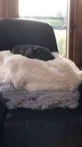 Rescue cat refusing all comforts