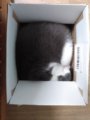 Rescue cat refusing all comforts