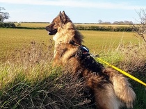 Here’s my lifestyle; what breeds should I consider?