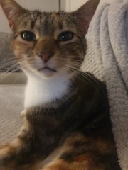 To wonder what your cat/s is called
