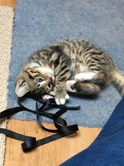 Tabby or some other mix? Kitten Pics!