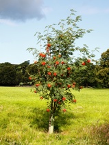 Can you ID this thin, small red leaved-tree on the verge?