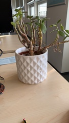 I need a house plant that doesn't die easily
