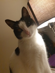 To wonder what your cat/s is called