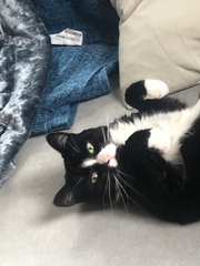 How close are your cats?
