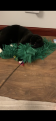 Snuffle mats