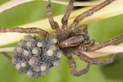 To think this should be illegal? (Picture of spider included)