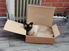 Rescue cat refusing all comforts