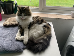 Would love to know my cat’s parentage
