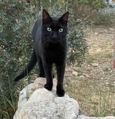 To wonder what your cat/s is called