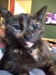 Chez Ollie - Free head boops for everyone