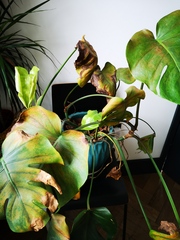 Help with my awful monstera plant!