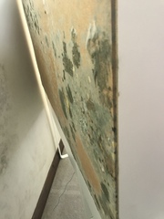 Damp advice/black mould