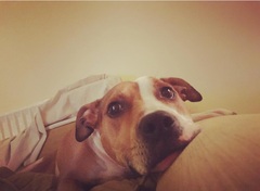 Staffys - tell me honestly, do they deserve such a bad rep