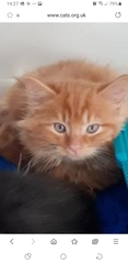 2 new kittens on the way
