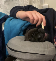 Upset about puppy op