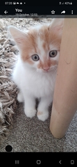 New Kitten