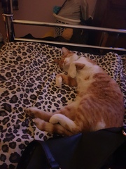 To wonder what your cat/s is called