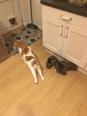 Tabby or some other mix? Kitten Pics!