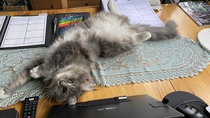 To wonder what your cat/s is called