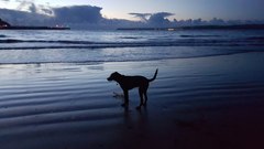 Puppy survival thread. Oct/Nov fireworks!