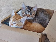 Travel with kittens