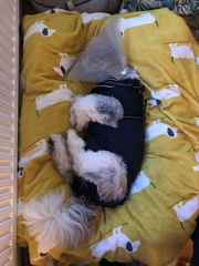 Upset about puppy op