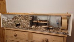 Should I foster guinea pigs?