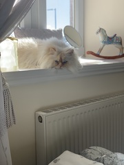 Do your cats sleep in your bedroom?