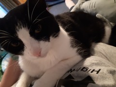 Ungrateful traitor cats