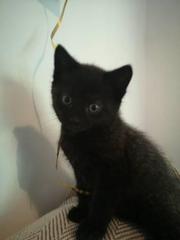 Is this kitten a male or female??