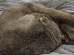To wonder what your cat/s is called