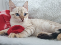 Considering giving away my Bengal