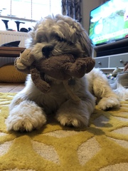 Upset about puppy op
