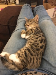 Tabby or some other mix? Kitten Pics!