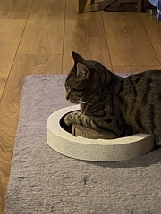 To wonder what your cat/s is called