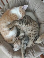 Travel with kittens