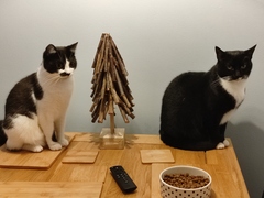 To wonder what your cat/s is called