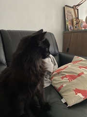 To wonder what your cat/s is called