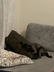 Here’s my lifestyle; what breeds should I consider?