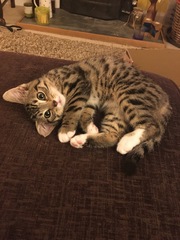 Tabby or some other mix? Kitten Pics!