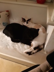 Do your cats sleep in your bedroom?