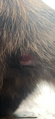 Cat has a bad bite wound and I didn’t even know 😩