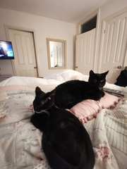 Do your cats sleep in your bedroom?